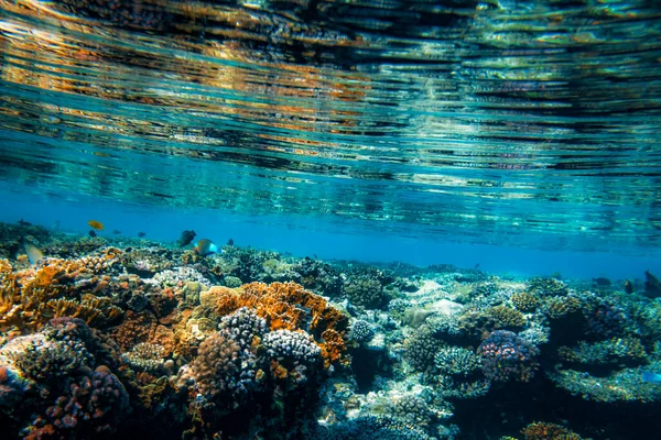 Underwater Coral Reef Red Sea — Stock Photo, Image