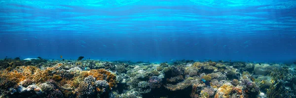 Kızıldeniz Deki Panorama Sualtı Mercan Resifi — Stok fotoğraf