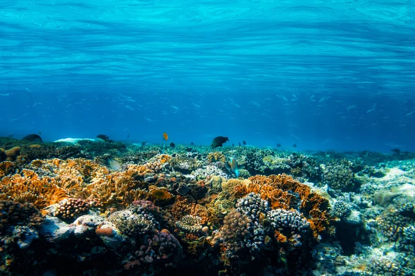 Kızıl Denizdeki Sualtı Mercan Resifi — Stok fotoğraf
