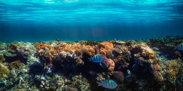 Panorama Underwater Coral Reef Red Sea — Stock Photo, Image