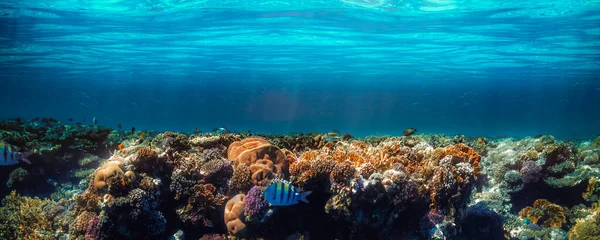 Panorama Underwater Coral Reef Red Sea — Stock Photo, Image