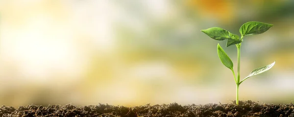 Groene Zaailingen Groeien Grond Het Voorjaar — Stockfoto