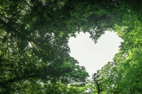 Панорамні Весняні Ліси Центрі Серця День Святого Валентина — стокове фото