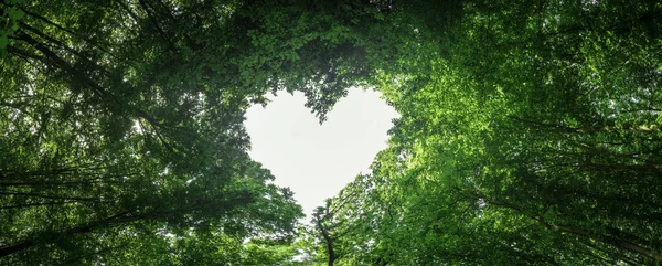 Panorama Spring Forest Trees Center Heart Valentine Day — Stock Photo, Image