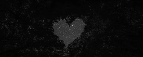 Panorama Primavera Notte Bosco Alberi Nel Centro Del Cuore San — Foto Stock