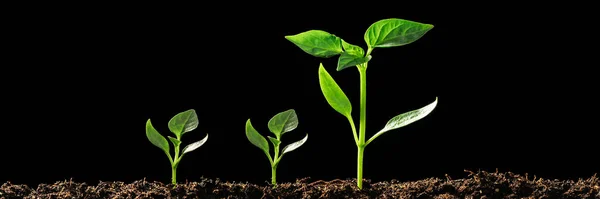 Gröna Plantor Som Växer Marken Regnet — Stockfoto