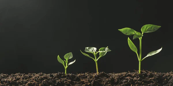 Groene Zaailingen Groeien Grond Regen — Stockfoto