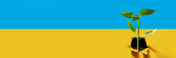 Groene Zaailingen Groeien Vlag Ukraine — Stockfoto