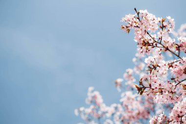 bir bahar pembe çiçek arkaplanı