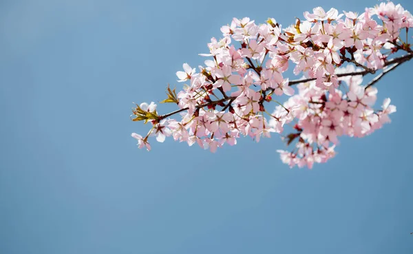 Jarní Růžové Květy Pozadí — Stock fotografie