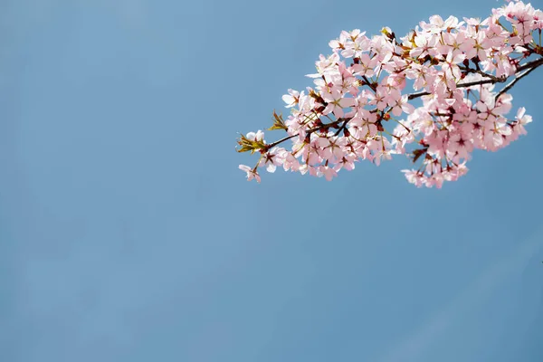 Jarní Růžové Květy Pozadí — Stock fotografie