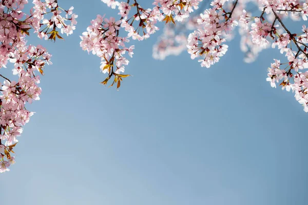 Uma Primavera Flores Rosa Fundos — Fotografia de Stock