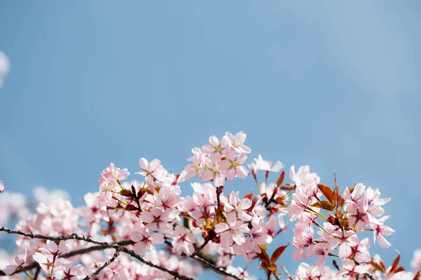 春粉红的花朵背景 — 图库照片