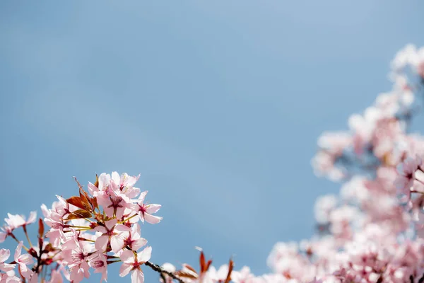 春のピンクの花の背景 — ストック写真