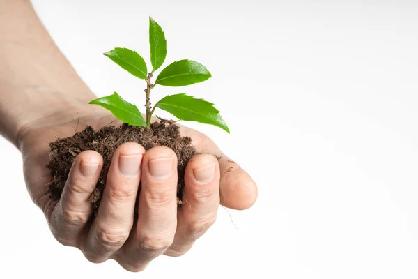 Concepto Crecimiento Empresarial Plántulas Mano Crece Suelo — Foto de Stock