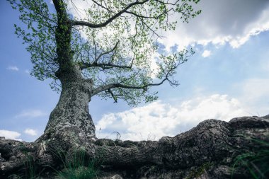 Park ormanı ve dağ deresinin güzel bahar manzarası