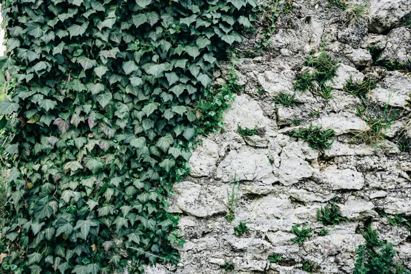 Plantas Nas Pedras Para Publicidade — Fotografia de Stock