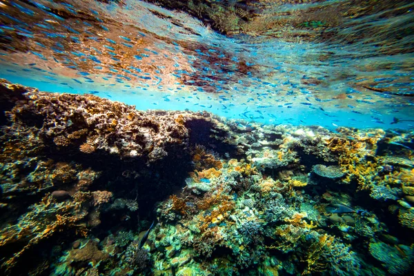 Underwater Coral Reef Red Sea — Stock Photo, Image