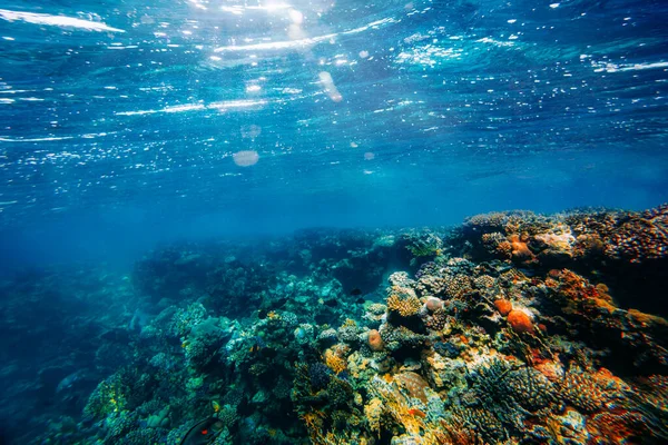 Panoráma Víz Alatti Korallzátony Vörös Tengeren — Stock Fotó