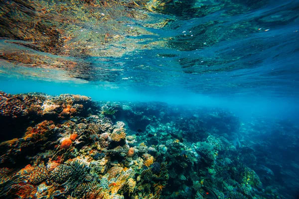 Panoráma Víz Alatti Korallzátony Vörös Tengeren — Stock Fotó