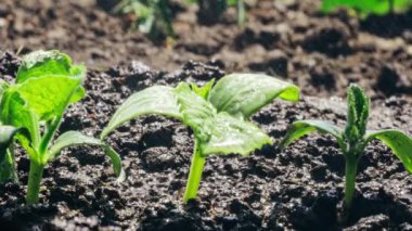 Yağmurda yerde yetişen eski bir tohum..