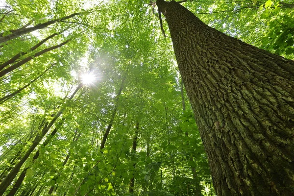 Árboles Forestales Verano Naturaleza Madera Verde Luz Del Sol Fondos — Foto de Stock