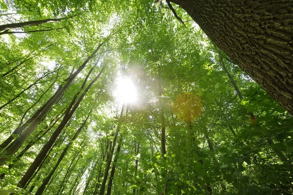 Yaz Ormanı Ağaçları Doğa Yeşil Ahşap Güneş Işığı Arka Planı — Stok fotoğraf