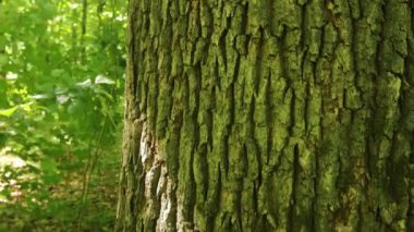 Yaz ormanı ağaçları. doğa yeşil ahşap güneş ışığı arka planı..