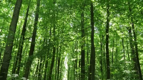 Літні Лісові Дерева Природа Зелене Дерево Фони Сонячного Світла — стокове відео
