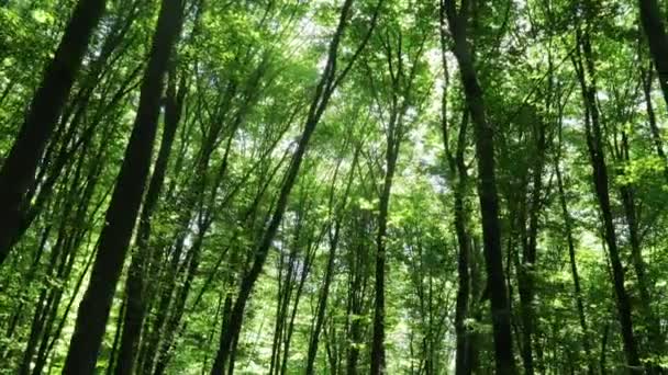 Sommarskogsträd Natur Grönt Trä Solljus Bakgrunder — Stockvideo