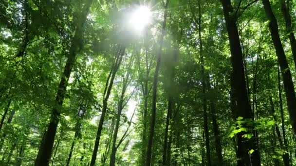 Árvores Floresta Verão Natureza Verde Madeira Fundos Luz Solar — Vídeo de Stock