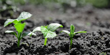 Yağmurda yerde yetişen eski bir tohum..