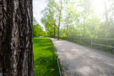 park with forest trees. nature green wood sunlight backgrounds.