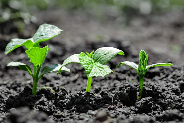 Vintage seedling growing on the ground in the rain.