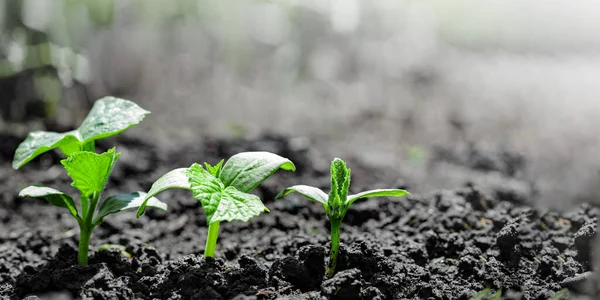 Vintage seedling growing on the ground in the rain.