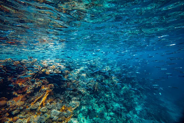Подводный Коралловый Риф Красном Море — стоковое фото