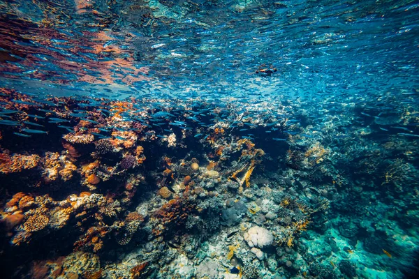 Víz Alatti Korallzátony Vörös Tengeren — Stock Fotó