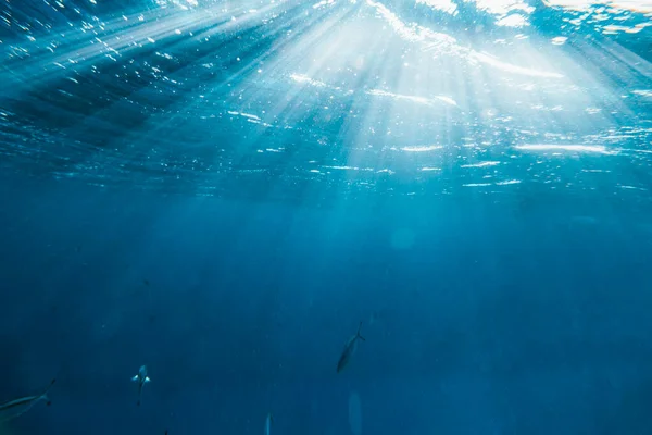 Onderwater Koraalrif Rode Zee — Stockfoto
