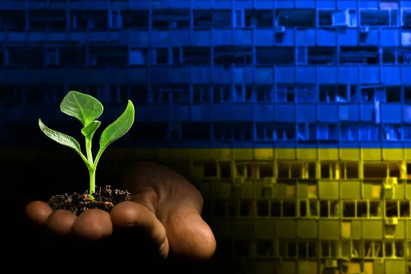 Business Growth Concept Seedling Hand Grows Ground — стоковое фото
