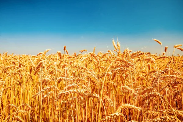Nature Ukraina Flag Meadow Wheat Sky — Stock Photo, Image