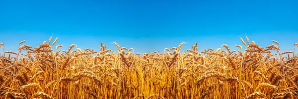 Nature Ukraina Flag Meadow Wheat Sky — Foto de Stock