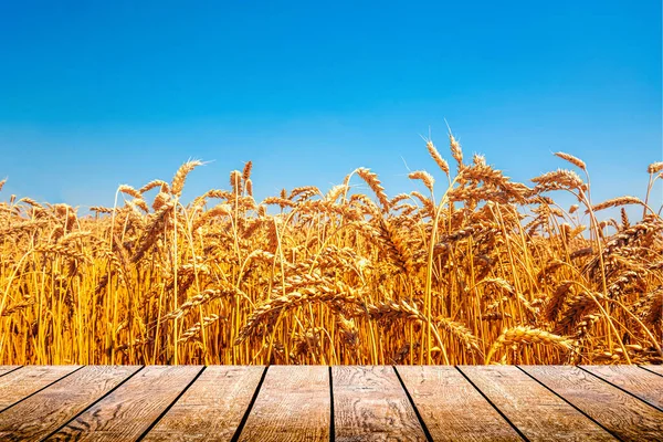 Natural Ukrainian Flag Wheat Sky — Foto de Stock