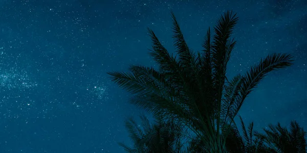 Moon Shines Night Palm Trees Sea — Stock Photo, Image