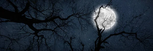 Νυχτερινός Ουρανός Στο Δάσος Αστέρια Στον Ουρανό Στις Απόκριες — Φωτογραφία Αρχείου