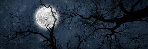 Nachtelijke Hemel Het Bos Met Sterren Hemel Halloween — Stockfoto