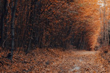 Sonbahar orman ağaçları. doğa yeşil ahşap güneş ışığı arka planı.