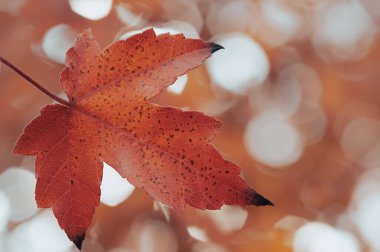 Güzel Bokeh ile bulanık sonbahar ormanı arka planı