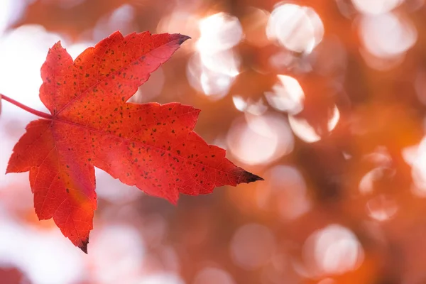 Fondo Borroso Bosque Otoño Con Hermoso Bokeh —  Fotos de Stock