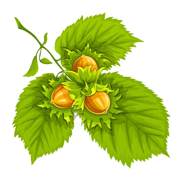Hasselnötter på gröna blad — Stock vektor