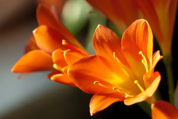 A closeup of sunlit Kafir Lillies